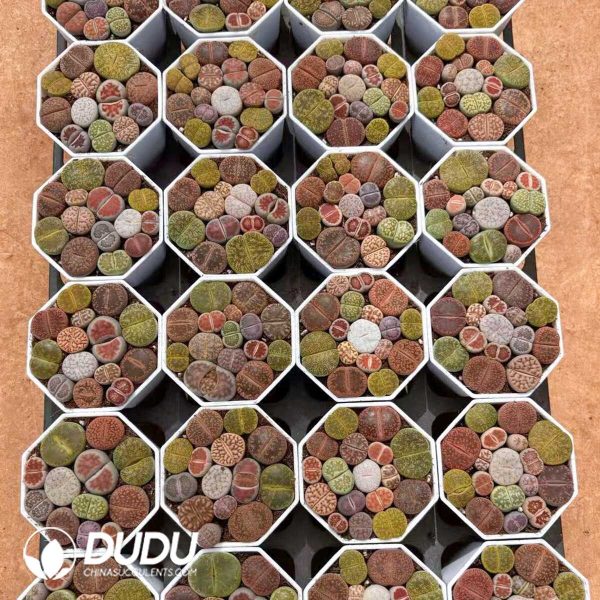e201-13.jpg Lithops Mixed - Image 1