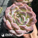 Echeveria Snow Shower