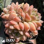 Echeveria Snow Shower Clustering