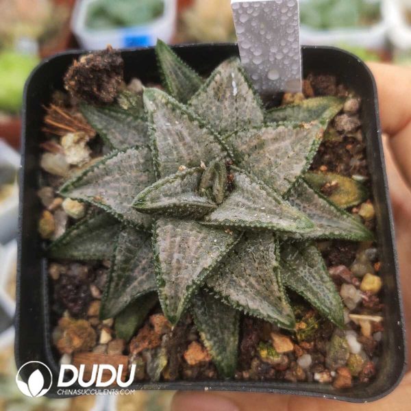 e201-1316.jpg Haworthia Silver Wolf Spider Sclerophyllum - Image 1