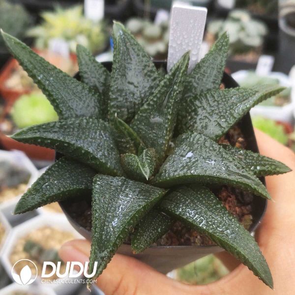 e201-1317.jpg Haworthia Black King Sclerophyllum - Image 1
