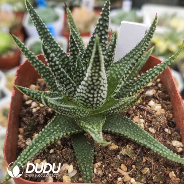 e201-1318.jpg Haworthia Ground Star Sclerophyllum - Image 1