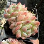 Echeveria Snow Shower Double Head
