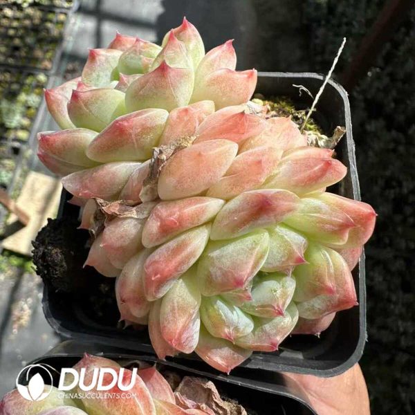 Echeveria Snow Shower Double Head - Image 1
