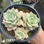 Echeveria Deresina Clustering