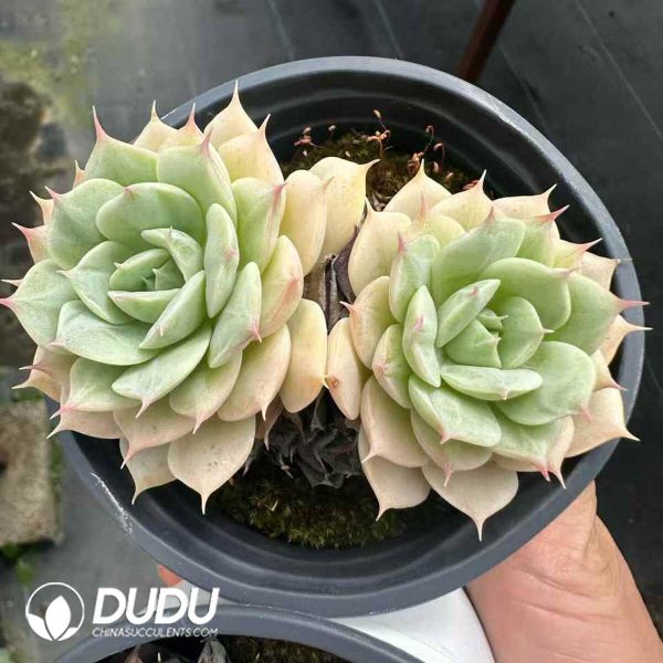 Echeveria Deresina Double Head - Image 1