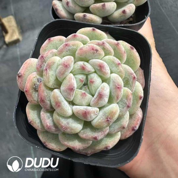 e201-135.jpg Echeveria Viyant - Image 1