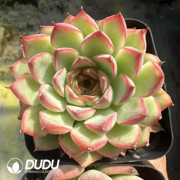 e201-137.jpg Echeveria Charmer - Image 1