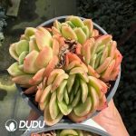 Echeveria Yang Yuhuan Clustering