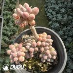 Pachythytum Baby Finger