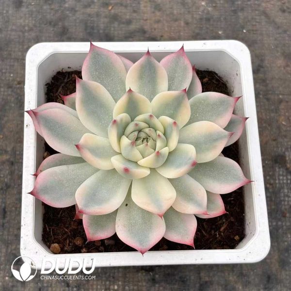 e201-14.jpg Echeveria Chihuahuaensis Variegated - Image 1