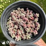 Pachyphytum Caviar Clustering