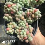 Graptopetalum Pearl Clustering