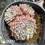 Echeveria Pinwheel Clustering