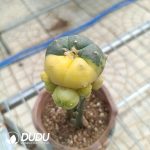 (Grafted)Lophophora williamsii Variegated