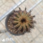 (Grafted)Uebelmannia pectinifera