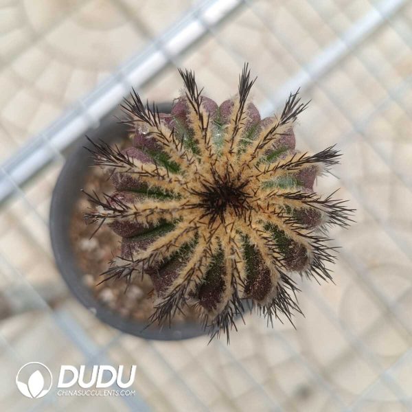 (Grafted)Uebelmannia pectinifera - Image 1