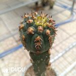 (Grafted)Gymnocalycium spegazzinii v.unguispinum