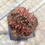 (Grafted)Gymnocalycium stenopleurum Variegated Cristata