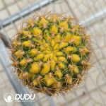 (Grafted)Gymnocalycium Baldianum Variegated Cristata