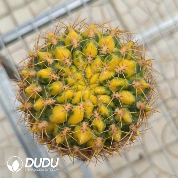 (Grafted)Gymnocalycium Baldianum Variegated Cristata - Image 1