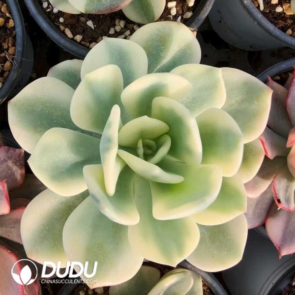 e201-148.jpg Echeveria Moonlight Variegated - Image 1