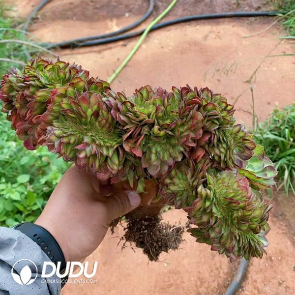 Aeonium Ling Lang Cristata - Image 1