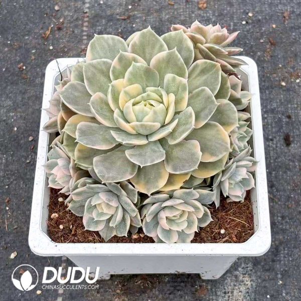 Echeveria Onslow Variegated Clustering - Image 1