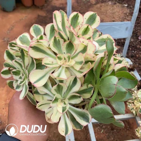 Aeonium Yanzi Clustering Cuttings - Image 1