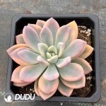 Graptoveria Opalina Variegated