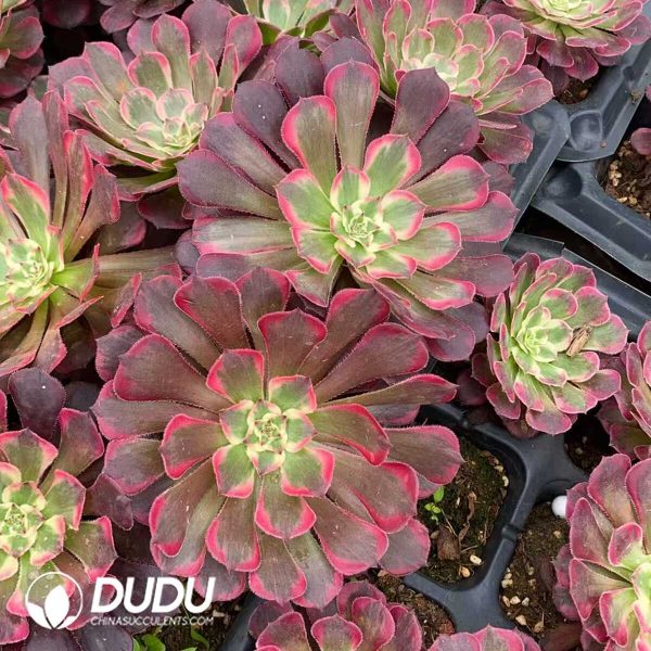 Aeonium JiYue Seedlings - Image 1