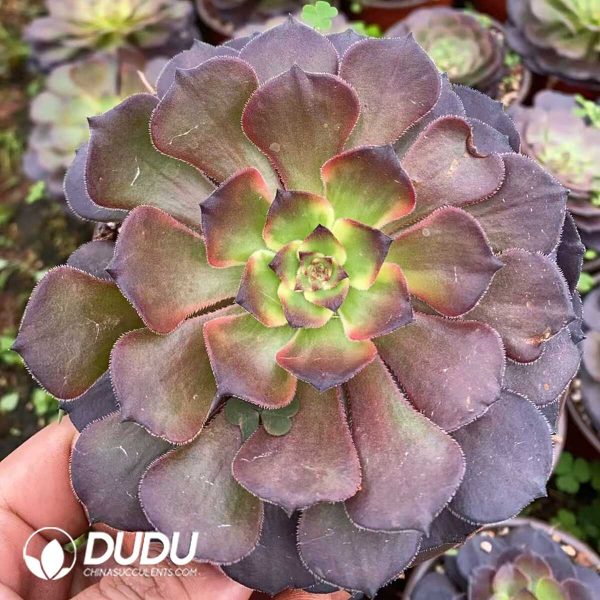 Aeonium Fireworks - Image 1