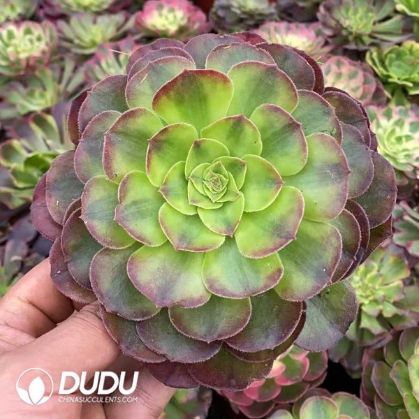 Aeonium Lotus - Image 1