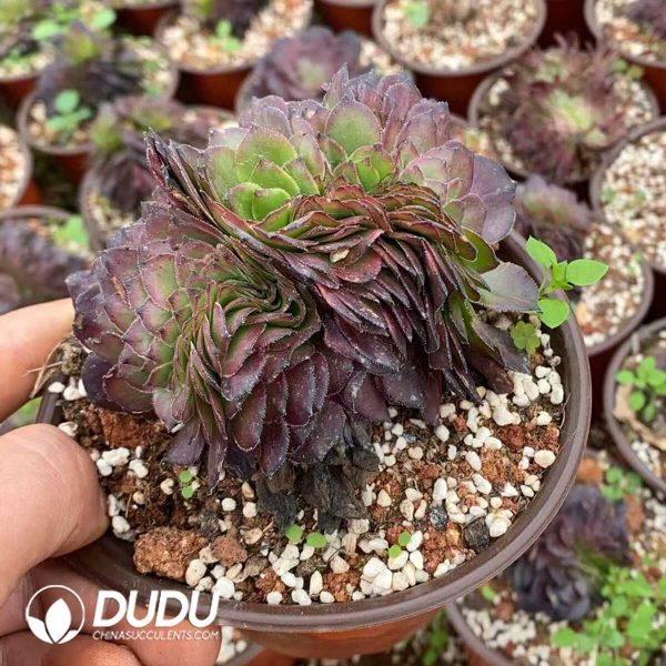 Aeonium Firework Cristata - Image 1