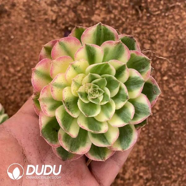 Aeonium Hai Xian - Image 1