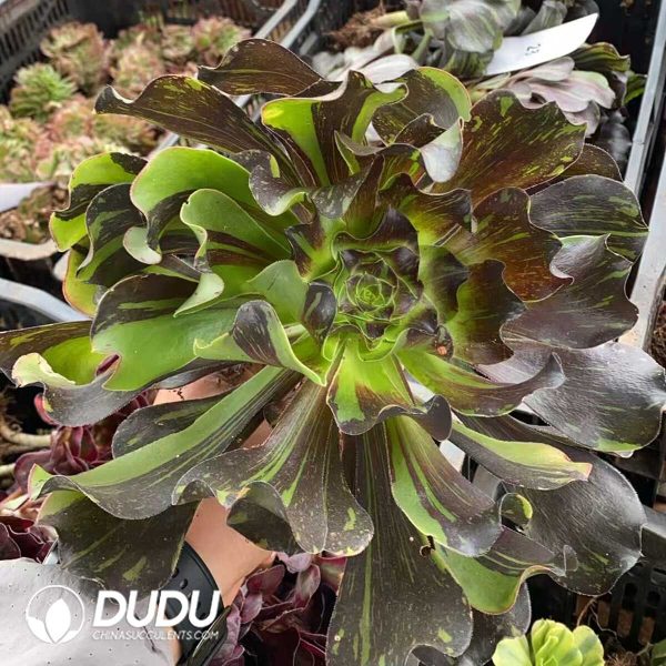 Aeonium VOO Doo Black Silky Variegated - Image 1