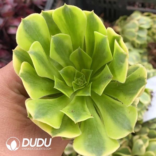 Aeonium Golden Emerald Variegated - Image 1