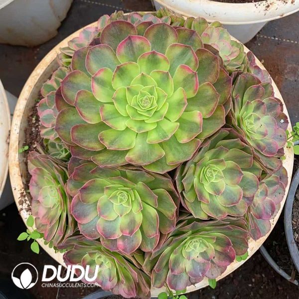 Aeonium Lotus Clustering - Image 1