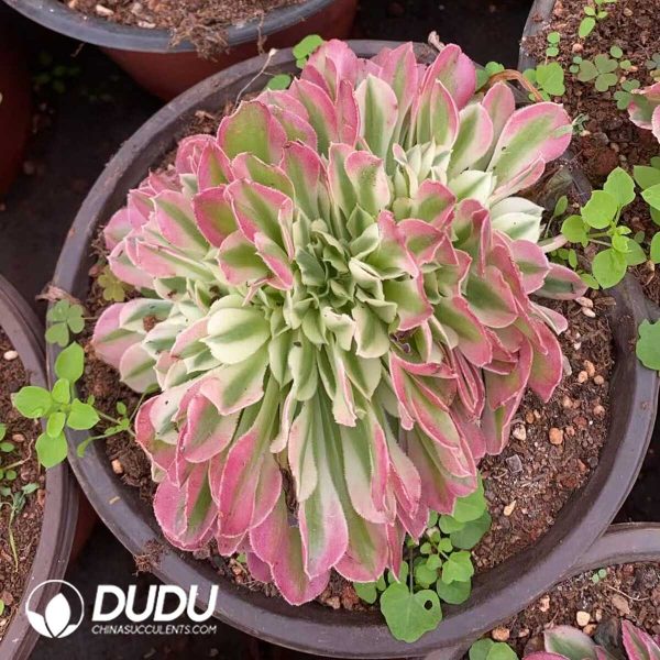 Aeonium Pink quartz Cristata - Image 1