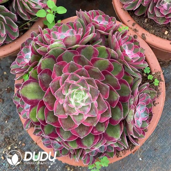 Aeonium Peacock Feathers - Image 1