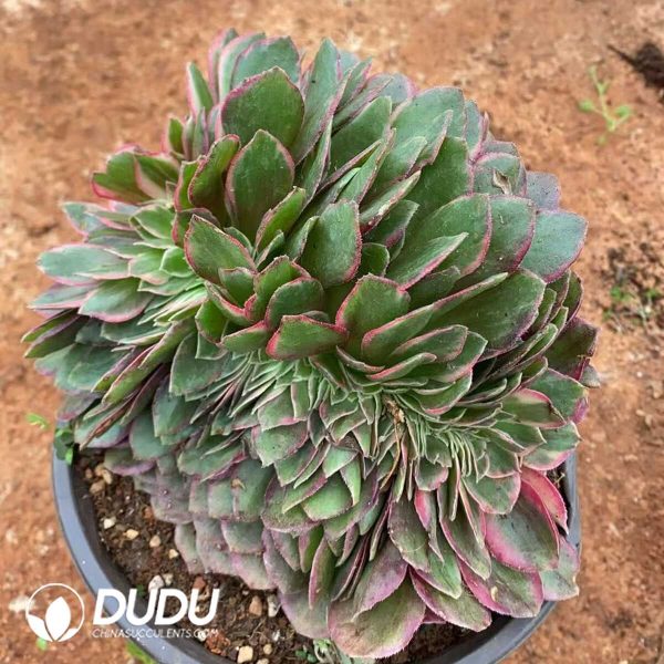Aeonium Black Devil Variegated Cristata - Image 1