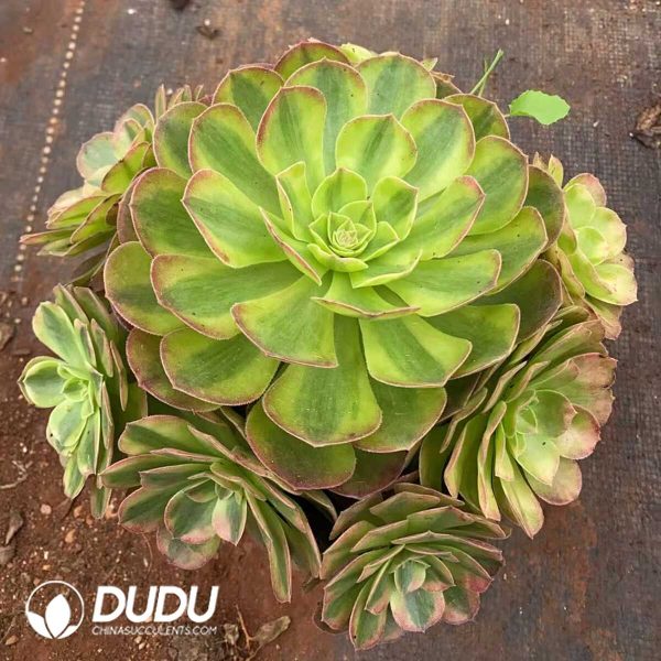 Aeonium Rain Lotus Clustering - Image 1