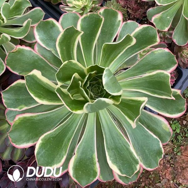 Aeonium Green Rose - Image 1