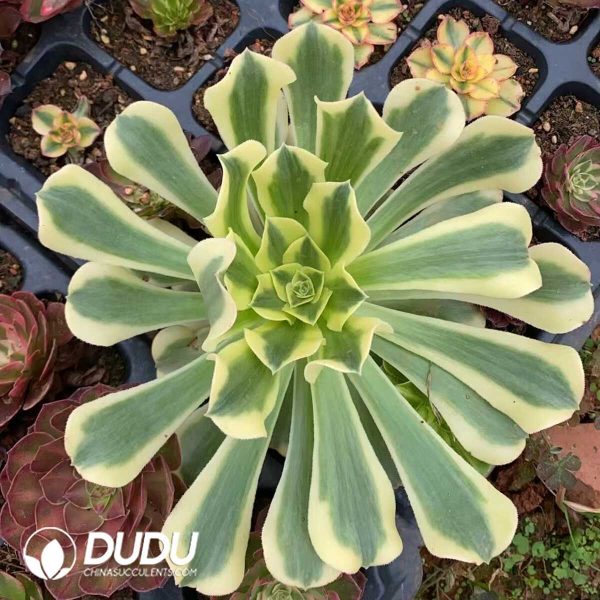 Aeonium Mung Bean Paste - Image 1