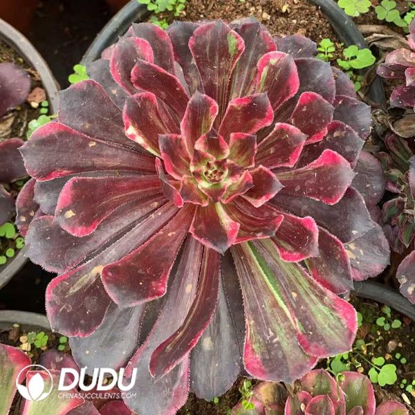Aeonium Straight Flush - Image 1