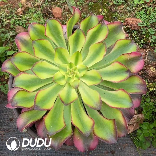 Aeonium Bronze Sparrow Tower - Image 1