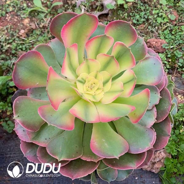 Aeonium Xiang Fei - Image 1