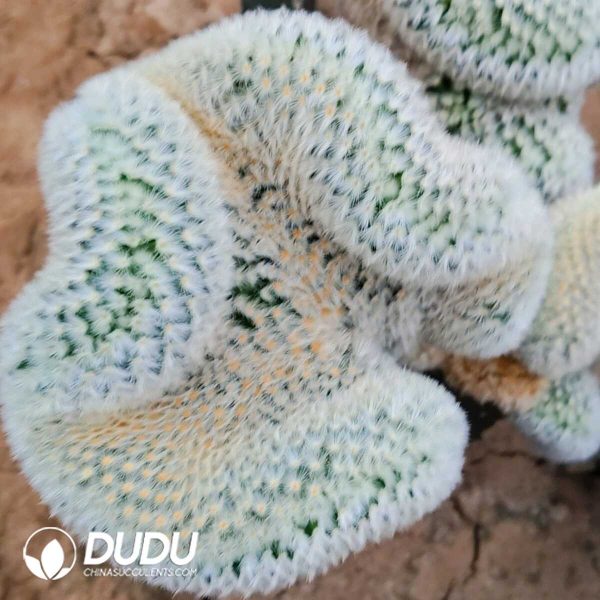 (Grafted)Mammillaria Carmenae Cristata - Image 1