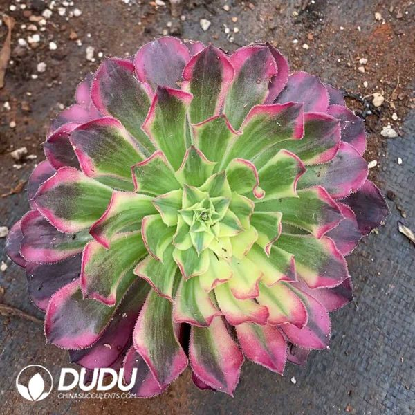 Aeonium Sky River - Image 1