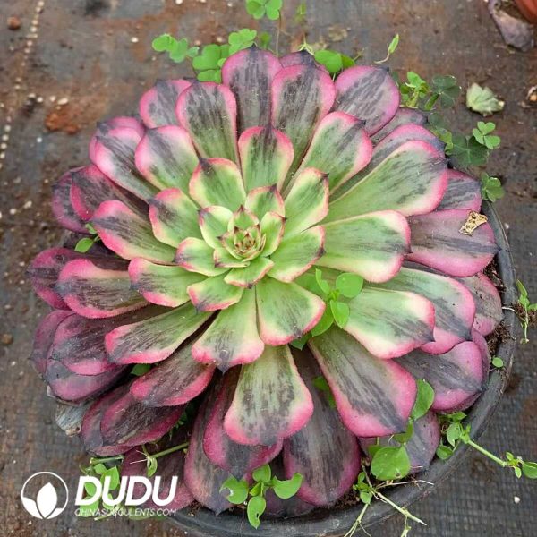 Aeonium Pink Moonlight - Image 1